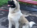 americka-akita-small-4