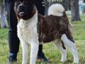 americka-akita-small-3