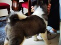 americka-akita-small-1