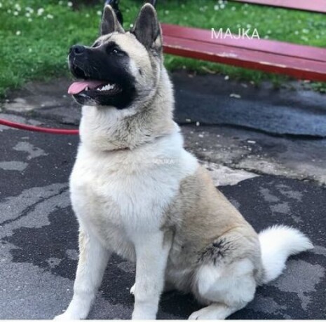 americka-akita-big-4