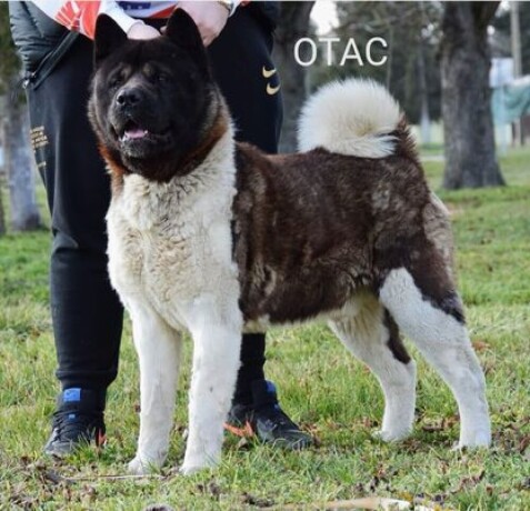 americka-akita-big-3