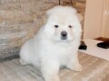 chow-chow-small-0