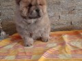 chow-chow-small-1