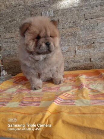 chow-chow-big-1