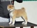 akita-inu-small-0