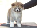 akita-inu-small-3