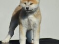 akita-inu-small-1