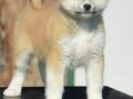 akita-inu-small-2