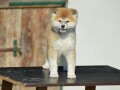 akita-inu-small-4