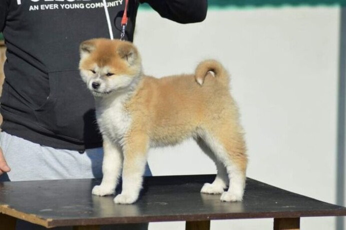 akita-inu-big-0