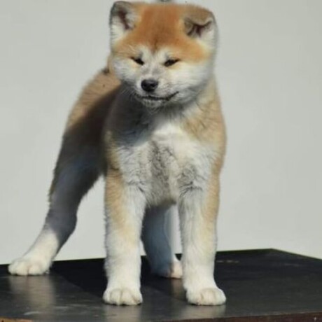 akita-inu-big-1