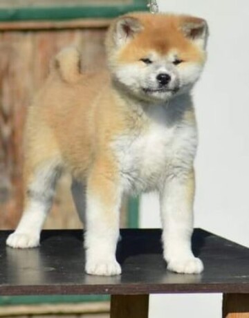 akita-inu-big-2