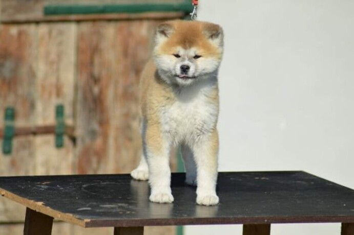 akita-inu-big-4