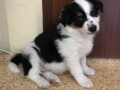 border-collie-stenci-small-2