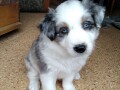 border-collie-stenci-small-1