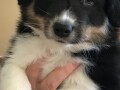 border-collie-stenci-small-3