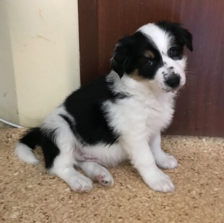 border-collie-stenci-big-2