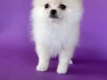 pomeranski-spic-pomeranian-boo-small-0