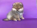 pomeranski-spic-pomeranian-boo-small-2