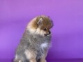 pomeranski-spic-pomeranian-boo-small-1