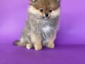 pomeranski-spic-pomeranian-boo-small-4