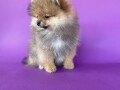 pomeranski-spic-pomeranian-boo-small-3