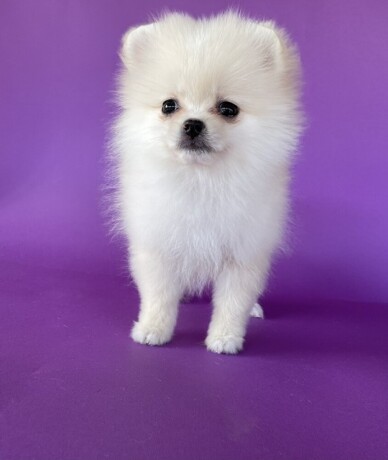 pomeranski-spic-pomeranian-boo-big-0