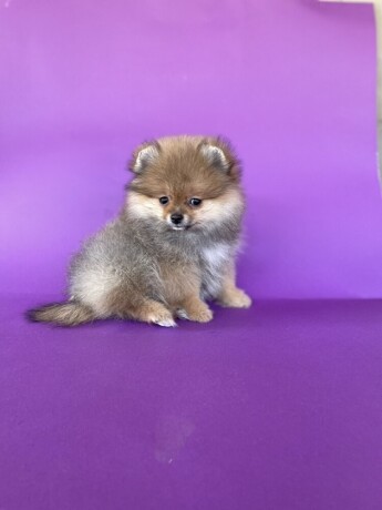 pomeranski-spic-pomeranian-boo-big-2