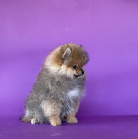 pomeranski-spic-pomeranian-boo-big-1