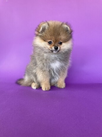 pomeranski-spic-pomeranian-boo-big-4