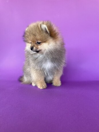 pomeranski-spic-pomeranian-boo-big-3