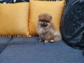 pomeranac-small-0