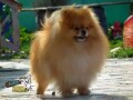 pomeranac-small-1