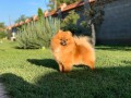 pomeranac-small-2