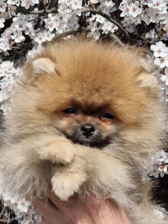 pomeranac-big-4