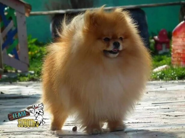 pomeranac-big-1