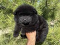 pomeranac-small-0