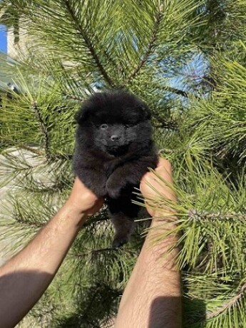 pomeranac-big-1