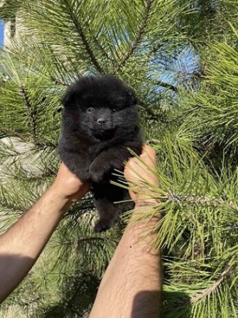 pomeranac-big-2