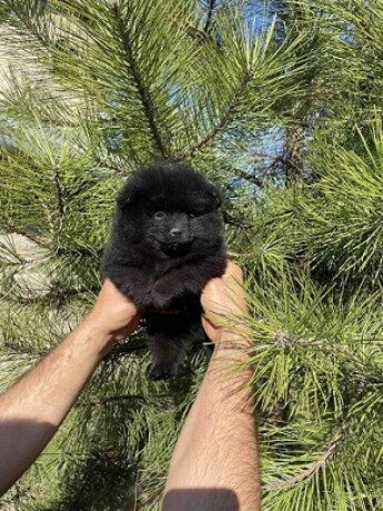 pomeranac-big-3