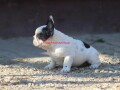 francuski-buldog-small-2