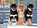 shiba-inu-stenci-small-0