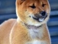 shiba-inu-stenci-small-4