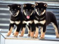 shiba-inu-stenci-small-1