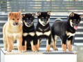 shiba-inu-stenci-small-3