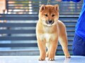 shiba-inu-stenci-small-2