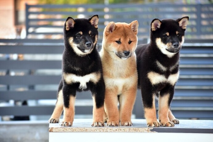 shiba-inu-stenci-big-0