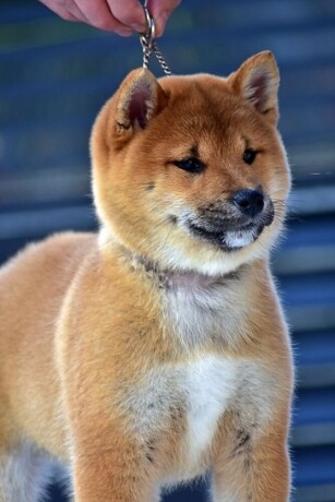 shiba-inu-stenci-big-4