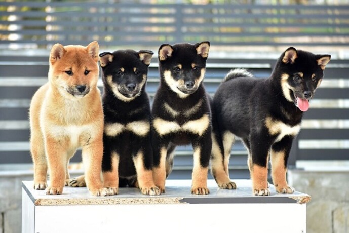 shiba-inu-stenci-big-3