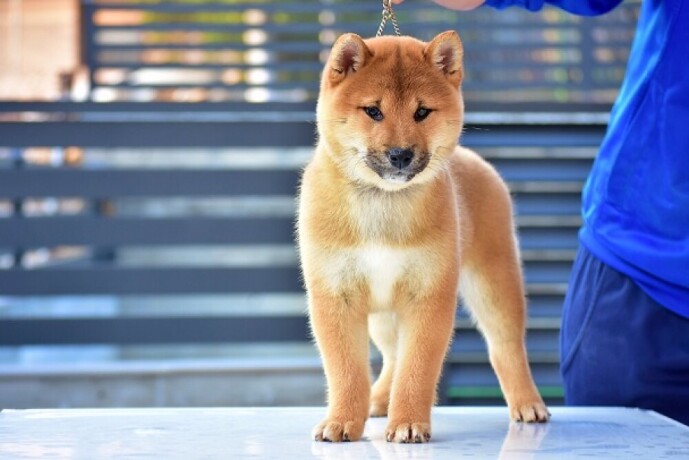 shiba-inu-stenci-big-2